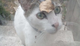 Photo du chat perdu le 16/10/2018