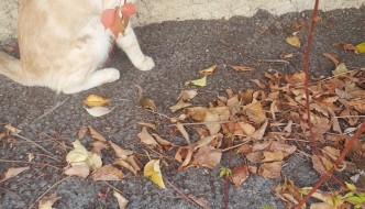 Photo du chat perdu le 18/11/2018