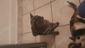 Photo du chat perdu le 02/05/2019