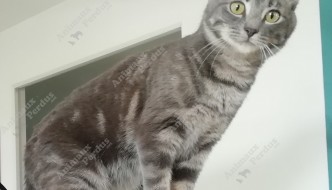 Photo du chat perdu le 21/04/2019