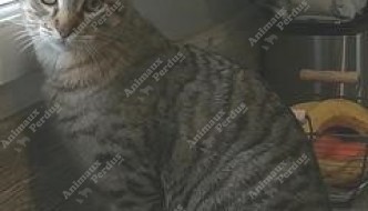 Photo du chat perdu le 30/04/2018