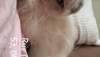 Photo du chat perdu le 27/05/2019