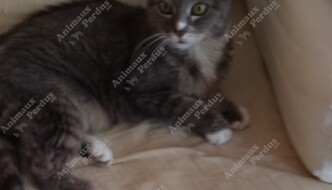 Photo du chat perdu le 28/08/2019