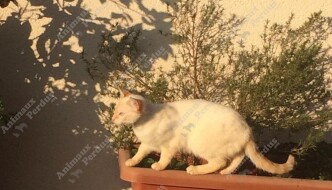 Photo du chat perdu le 14/09/2019