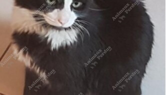 Photo du chat perdu le 25/09/2019