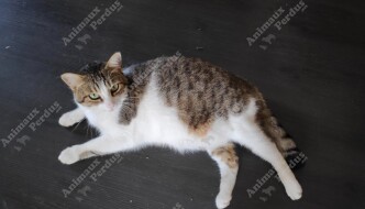 Photo du chat perdu le 02/08/2020