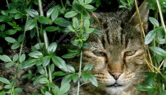 Chats Perdus Animaux Perdus